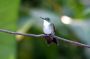 Trinidad2005 - 122 * White-chested Emerald Hummingbird.